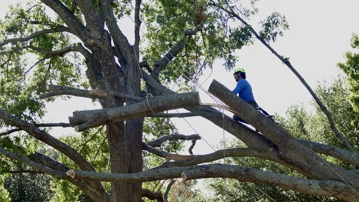 Professional Crown Thinning performed by certified arborists in New Paltz